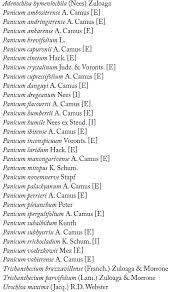 Image result for Panicum hymeniochilum