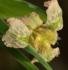 Maybe you would like to learn more about one of these? South African Bulbs Geophytes 2020