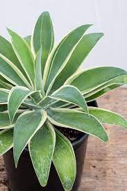 Maybe you would like to learn more about one of these? Agave Attenuata Ray Of Light Foxtail J J Growers Nursery