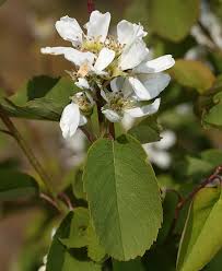 Image result for Sherbournia bignoniiflora