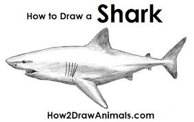 The background was done using an iwata airbrush with acrylic paint. Great White Shark Drawing Easy
