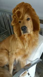 Dog Hairdo Beautiful Dogs Cute Animals Cute Puppies