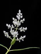 Image result for Tetradenia bainesii