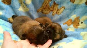 Below you will find wisconsin teacup breeders, wisconsin teacup rescues, wisconsin teacup shelters and wisconsin teacup humane society organizations that will help you. Pets And Animals For Sale Wisconsin Dells Wi