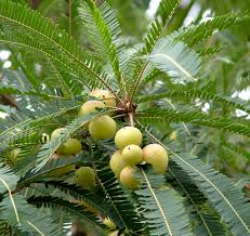 Indian gooseberry has been used in ayurvedic medicine for thousands of years. New Research May Explain Amla Fruit S Legendary Health Benefits