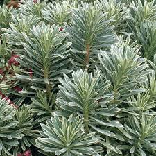Maybe you would like to learn more about one of these? Euphorbia Characias Silver Swan Spurge Free Delivery