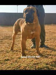Beast_Master (@beast_master_boerboels) | TikTok