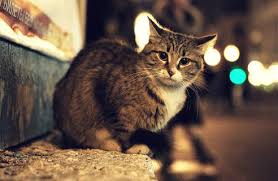 Kedilerde Genclik Hastaligi Cizmeli Kedi Veteriner Klinigi