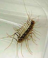 If your basement is not too large, then running a dehumidifier in the basement should work. House Centipede Plant Pest Diagnostics