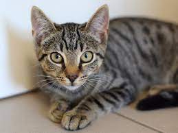 Die 17 katzen der rentnerin monika brauchen dringend ein neues zuhause. Mehr Als 30 Katzenkinder Suchen Ihr Zuhause Hamburger Tierschutzverein Von 1841 E V