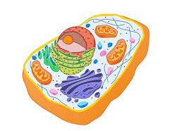 Maybe you would like to learn more about one of these? Eukaryotic Cells Bioninja