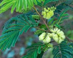 Image result for Leucas capensis