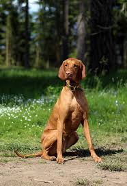 Image result for maďarský krátkosrstý ohař