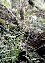 Image result for Rhynchospora rugosa