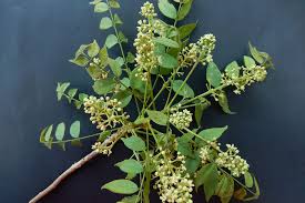 Image result for Trichilia