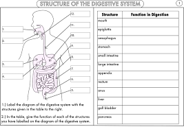 Ethan made the following diagram of the movement of food through the digestive system. Image Result For Worksheet On Digestion Biology Worksheet Digestive System Worksheet Human Digestive System