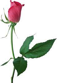 Large Pink Rose Bud Png Clipart Rose Buds Beautiful Rose Flowers Rose Photos