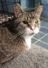 Adopt Halo On Beautiful Cats Cute Cats Animal Help