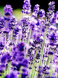 23 Top Lavender Varieties For Filling Your Garden With Color And Fragrance Flowers Perennials Flower Garden Beautiful Flowers