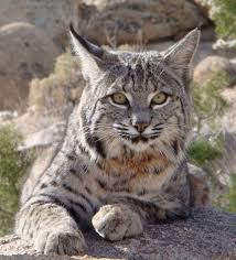 Beautiful Bobcat Hayvanlar