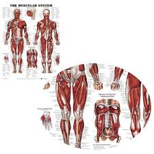 Details About Muscular System Wall Chart Lifelike Silk Cloth Anatomical Poster Muscle Learning