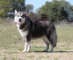 We take pride in breeding quality puppies. Alaskan Malamute Puppy Price In Nigeria Pets Lovers