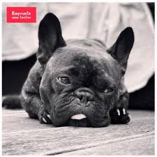 Resultats Google Recherche D Images Correspondant A Https Www Empruntemontoutou Com Wp Content Uploads 2017 10 Race Chien 420x420 Chien Toutous Photo Animaux