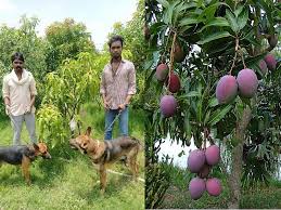 Origins of the miyazaki mango. Ontyfgd4relesm