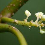 Image result for Allophylus tanzaniensis