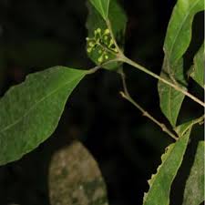 Image result for Premna tanganyikensis