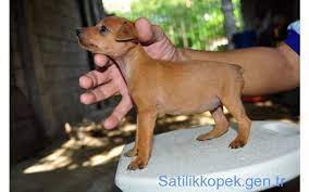 minyatur pinscher fiyatlari 0534 467 6979 mini pinscher miniature pinscher dog miniature pinscher