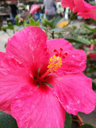 You're currently viewing this page in english. Bunga Raya Hibiscus By Wanazza Photoblog