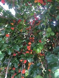 Image result for Dovyalis lucida