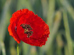 Common Poppy Characteristics Care Cultivation And Use Live Native Com