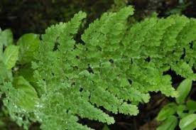 Image result for Adiantaceae