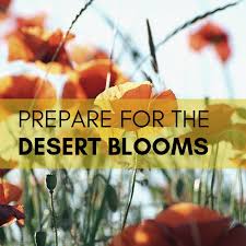 Most of the areas are already starting to see the flowers. Prepare For The Blooms Sky Valley Rv Resort Greater Palm Springs Ca