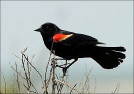Black Bird With Orange Wings South Africa Blackbird Pticy