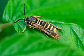 Where to yellow jackets nest? It S A Bee It S A Wasp No It S A Moth Bumble Bee Conservation N W