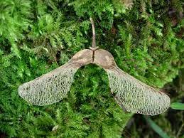 Image Result For Sycamore Tree Helicopter Seeds Sycamore Seed Leaf Reference Sycamore Tree