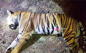 Tiger synonyms, tiger pronunciation, tiger translation, english dictionary definition of tiger. India S Tiger Killings A Success Story Gone Wrong Bbc News