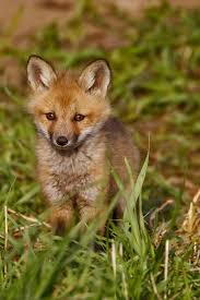 Baby Fox Cute Animals Cute Animals Puppies Animals Beautiful