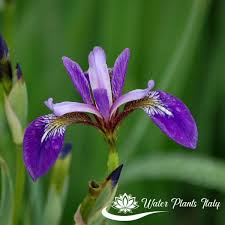 Utilizzati per la preparazione di tisane insieme alle foglie e in cucina per decorare i piatti. Iris Versicolor Piante Acquatiche Water Plants Italy