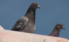 Pigeons will hunt out a nesting location. What To Do When Pigeons Are Nesting Under Your Solar Panels Hahasmart
