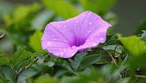Morning Glory Flower Meaning Best Flower Wallpaper