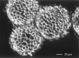 We did not find results for: Microcarrier Bead An Overview Sciencedirect Topics
