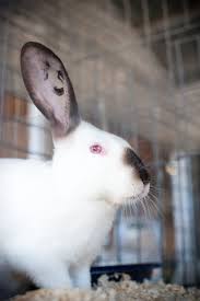Maybe you would like to learn more about one of these? California Mid State Fair Rabbit Cute Bunny Honey Bunny