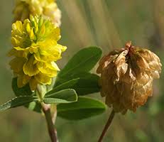 Image result for Trifolium isthmocarpum