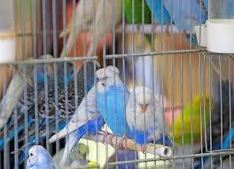 The perfect pets for big or small. Choosing A Baby Budgie Choosing A Budgie Budgies Guide Omlet Uk