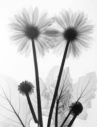 Gerbera By Albert Koetsier Susan Spiritus Gallery Xray Art Xray Flower Flower Art