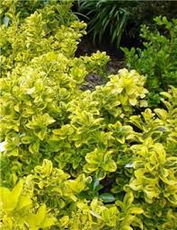 This tough plant has many selections for variegated foliage and form. The Golden Leaves Of Gold Spot Euonymus Are A Stunning Accent In Any Garden This Colorful Evergreen Backyard Plants Garden Landscaping Backyard Growing Plants
